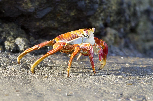 Sally Lightfoot Crab (Grapsus grapsus) on Floreana Island, Galapagos Islands