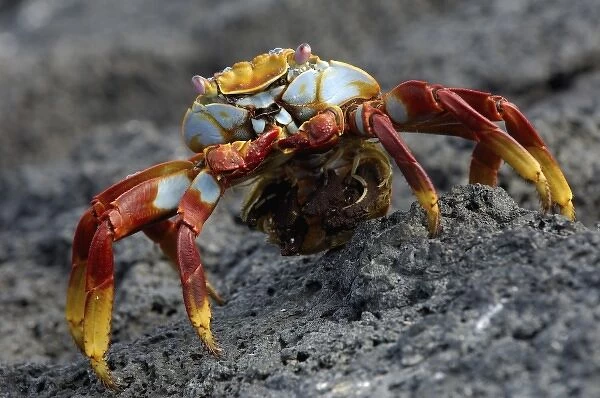 Sally lightfoot crab (Grapsus grapsus) with egg sack, Fernandina Island Island, Galapagos Islands