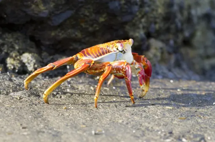 Framed Print : Sally Lightfoot Crab (Grapsus grapsus) on Floreana Island, Galapagos Islands Framed Print : Sally Lightfoot Crab (Grapsus grapsus) on Floreana Island, Galapagos Islands