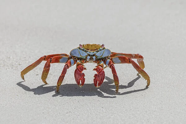 Sally lightfoot crab on white sandy beach. San Cristobal Island, Galapagos Islands, Ecuador