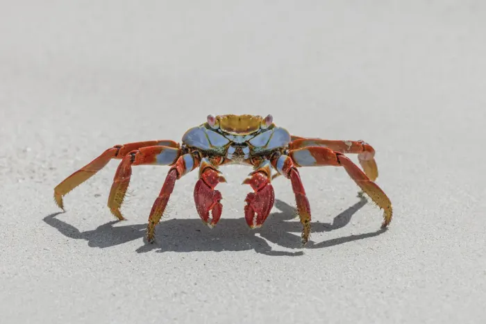 Framed Print : Sally lightfoot crab on white sandy beach. San Cristobal Island, Galapagos Islands, Ecuador Framed Print : Sally lightfoot crab on white sandy beach. San Cristobal Island, Galapagos Islands, Ecuador