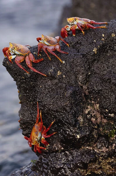 Sally lightfoot crabs (Grapsus grapsus) feeding on the wave swept lava of Santiago Island