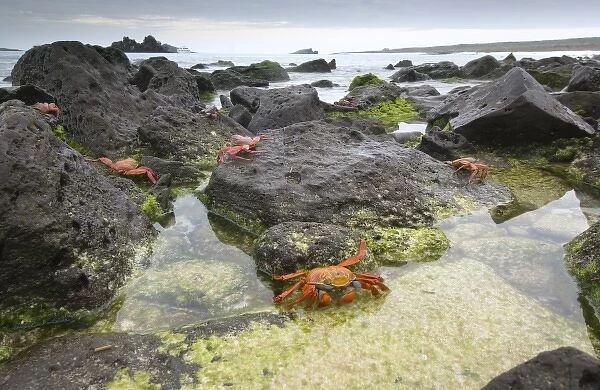 Sally Lightfoot Crabs (Grapsus grapsus) along the shoreline Espanola Island, Galapagos