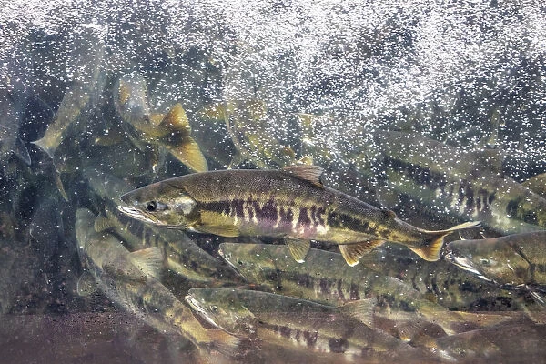 Salmon run, Macaulay Salmon Hatchery, Douglas Island, Alaska, USA