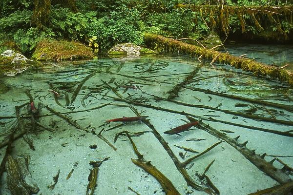 Salmon spawning hole in forest near Haines, Alaska, Tongass National Forest