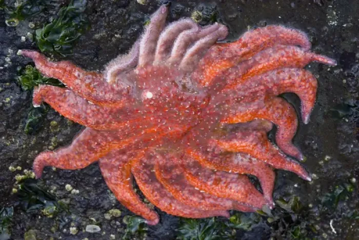 Framed Print : Salt Creek Recreation Area, Clallam County Park, Tongue Point Marine Sanctuary. Sunflower Star Framed Print : Salt Creek Recreation Area, Clallam County Park, Tongue Point Marine Sanctuary. Sunflower Star