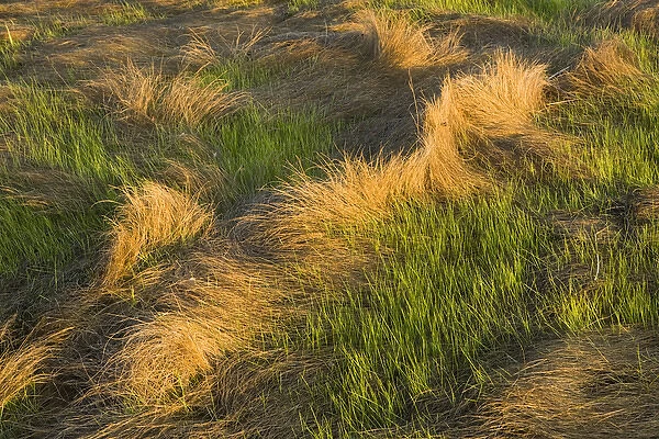 Salt marsh grass in spring. Strawberry Hill Preserve in Ipswich, Massachusetts