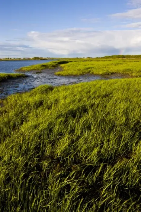 Framed Print : The salt marsh side of Long Beach in Stratford, Connecticut. This body of water is Framed Print : The salt marsh side of Long Beach in Stratford, Connecticut. This body of water is
