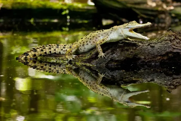 Framed Print : Salt Water Crocodile, Crocodylus porosus, Native to Australia Framed Print : Salt Water Crocodile, Crocodylus porosus, Native to Australia