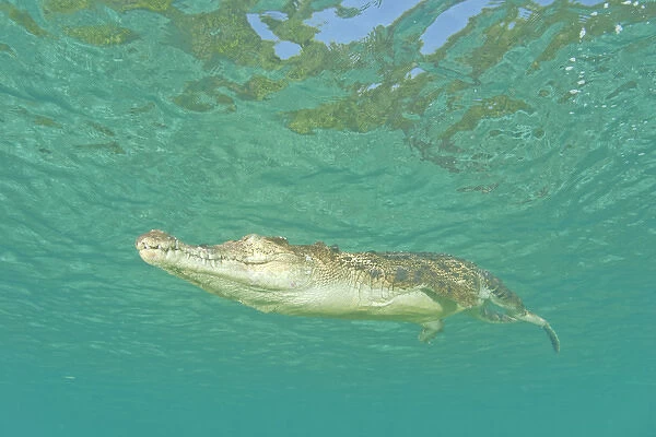 Saltwater Crocodile (Crocodylus porosus), Rock Islands, Palau, Micronesia, Western