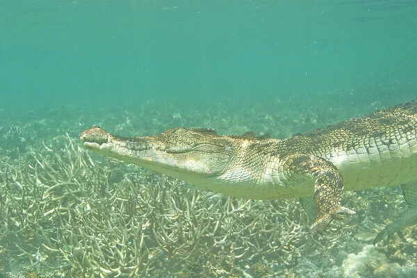 Saltwater Crocodile (Crocodylus porosus), Rock Islands, Palau, Micronesia, Western