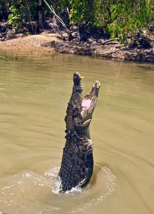 Framed Print : A Saltwater Crocodile (Crocodylus porosus) leaps from the water in a mangrove wetland