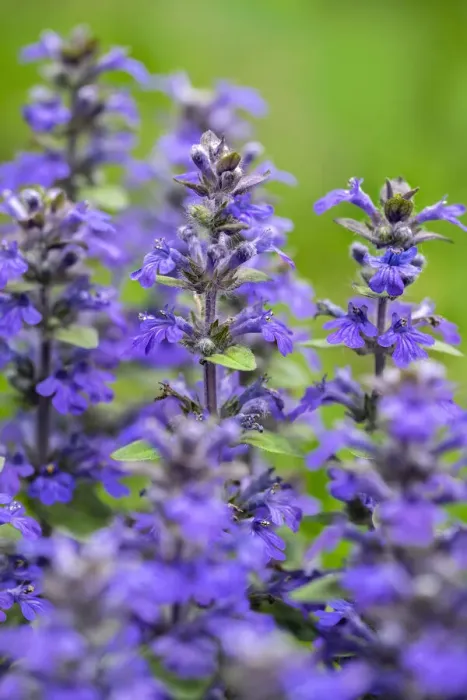 Framed Print : Salvia officinalis, common sage, USA Framed Print : Salvia officinalis, common sage, USA