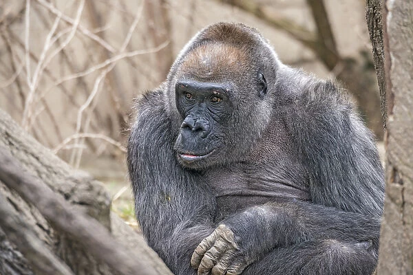 Samantha is a 44-year-old western lowland gorilla. Cincinnati Zoo, Ohio