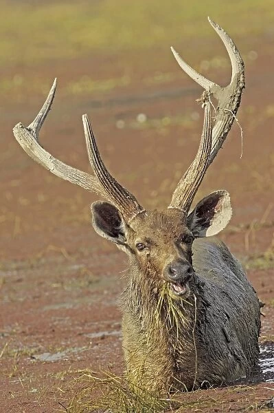 Sambar deer feeding in the lake, Ranthambhor National Park, India