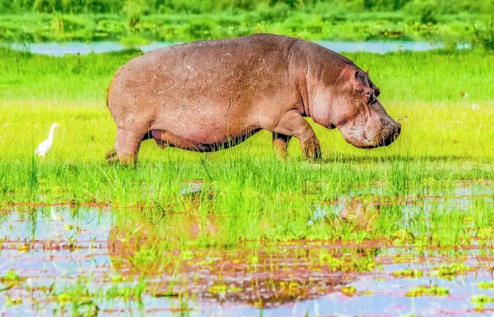 Framed Print : Samburu National Preserve, Kenya. Portrait of hippopotamus leaving the sanctuary of his water hole to forage and look for prey Framed Print : Samburu National Preserve, Kenya. Portrait of hippopotamus leaving the sanctuary of his water hole to forage and look for prey