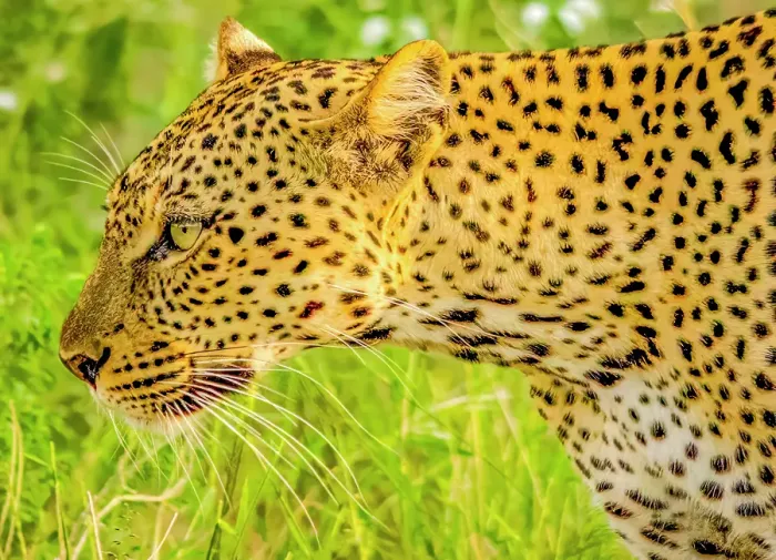 Framed Print : Samburu National Reserve, Kenya. Close-up portrait of African leopard stalking prey in the tall grass of the savannah Framed Print : Samburu National Reserve, Kenya. Close-up portrait of African leopard stalking prey in the tall grass of the savannah