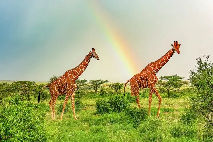 Framed Print : Samburu National Reserve, Kenya. Pair of reticulated giraffes enjoying the dampness of the savannah after a short rainfall Framed Print : Samburu National Reserve, Kenya. Pair of reticulated giraffes enjoying the dampness of the savannah after a short rainfall