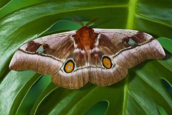 Sammamish, Washington an African Silk Moth Bunaea alcinoe with oragne hind wing eye spots