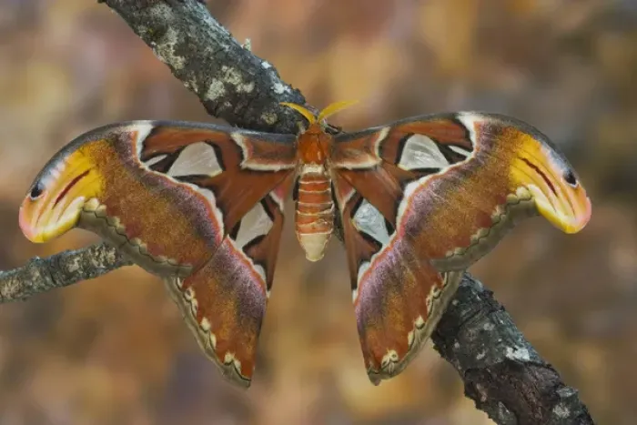 Framed Print : Sammamish, Washington Atlas Moth the largest in the world