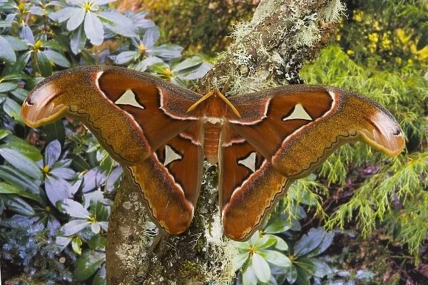 Sammamish, Washington captive raised largest moth in the world Attacus Lorquini