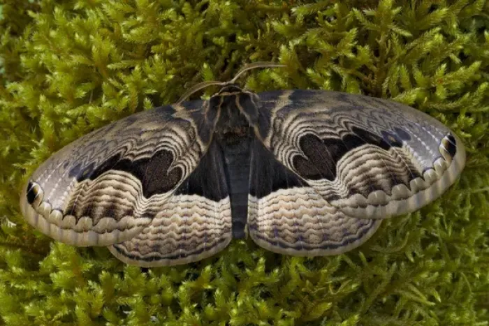 Framed Print : Sammamish, Washington Chinesse Moth Brahmaea tancrei with great design patterns