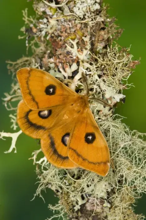 Framed Print : Sammamish, Washington a European small silk moth Aglia tau
