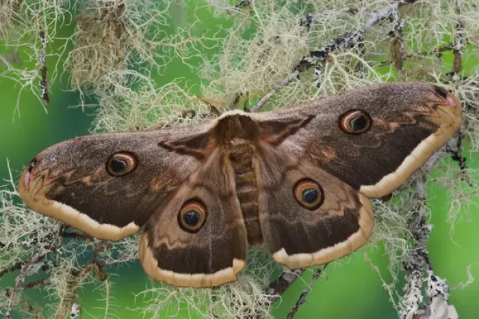 Framed Print : Sammamish, Washington The Great Peacock Moth the largest moth of Europe Framed Print : Sammamish, Washington The Great Peacock Moth the largest moth of Europe