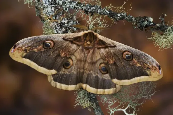 Framed Print : Sammamish, Washington The Great Peacock Moth the largest moth of Europe