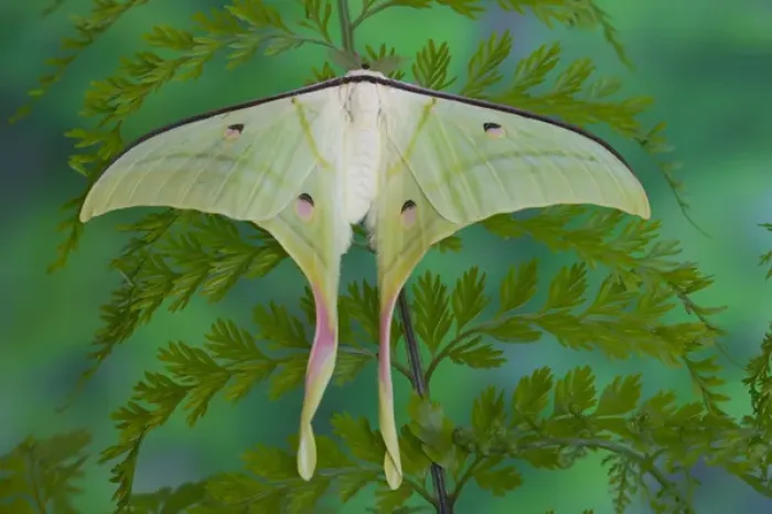 Framed Print : Sammamish, Washington and the Indian Moon Moth Actias selene