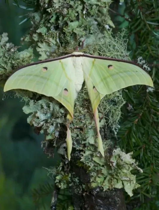 Framed Print : Sammamish, Washington and the Indian Moon Moth Actias selene Framed Print : Sammamish, Washington and the Indian Moon Moth Actias selene