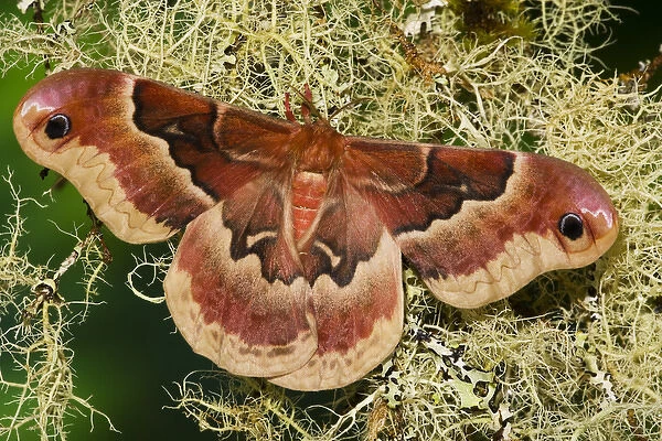 Sammamish, Washington North American Silk Moth Callosamia angulifera