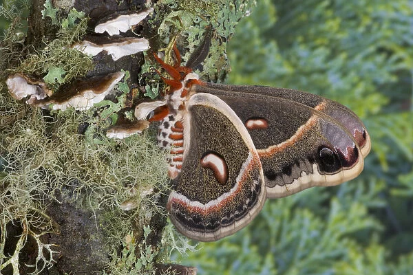 Sammamish, Washington North American Silk moth Cecropia, or the Red Robin Moth