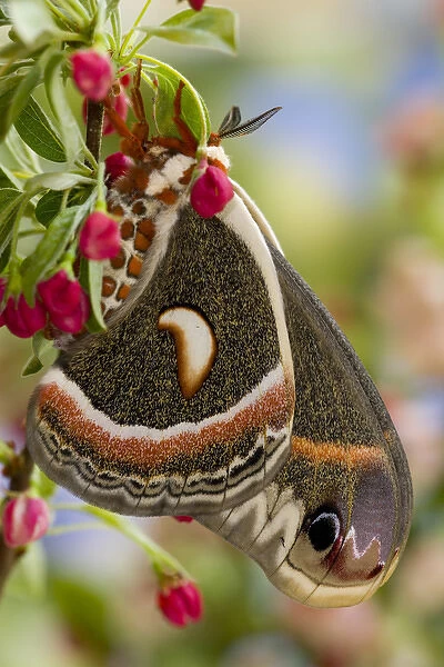 Sammamish, Washington North American Silk moth Cecropia, or the Red Robin Moth