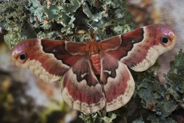Framed Print : Sammamish, Washington North American Silk Moth Callosamia angulifera Framed Print : Sammamish, Washington North American Silk Moth Callosamia angulifera