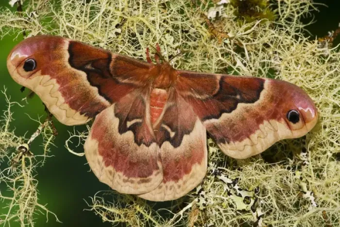 Framed Print : Sammamish, Washington North American Silk Moth Callosamia angulifera