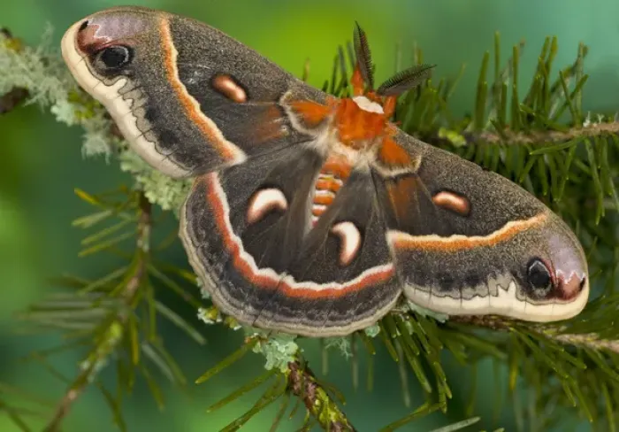 Framed Print : Sammamish, Washington North American Silk moth Cecropia, or the Red Robin Moth