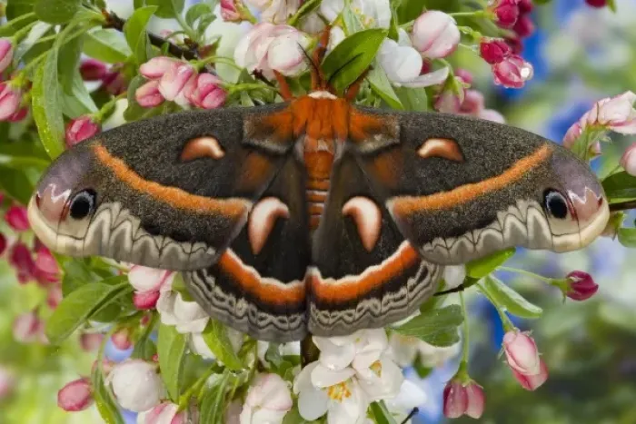 Framed Print : Sammamish, Washington North American Silk moth Cecropia, or the Red Robin Moth Framed Print : Sammamish, Washington North American Silk moth Cecropia, or the Red Robin Moth