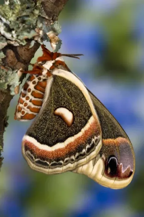 Framed Print : Sammamish, Washington North American Silk moth Cecropia, or the Red Robin Moth Framed Print : Sammamish, Washington North American Silk moth Cecropia, or the Red Robin Moth