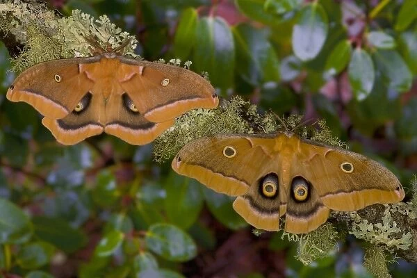 Sammamish, Washington pair of silk moths Antheraea polyphemus from North America