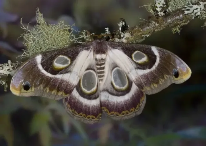 Framed Print : Sammamish, Washington photo take of African Silk Moth Epiphora bauhiniae with clear