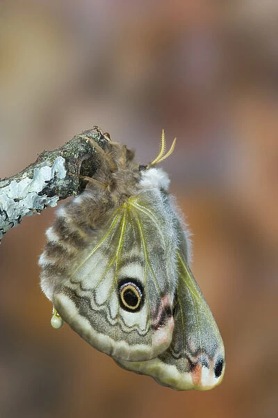 Sammamish, Washington photo of a small European Silk Moth, Saturnia pavionella. Just Eclosed