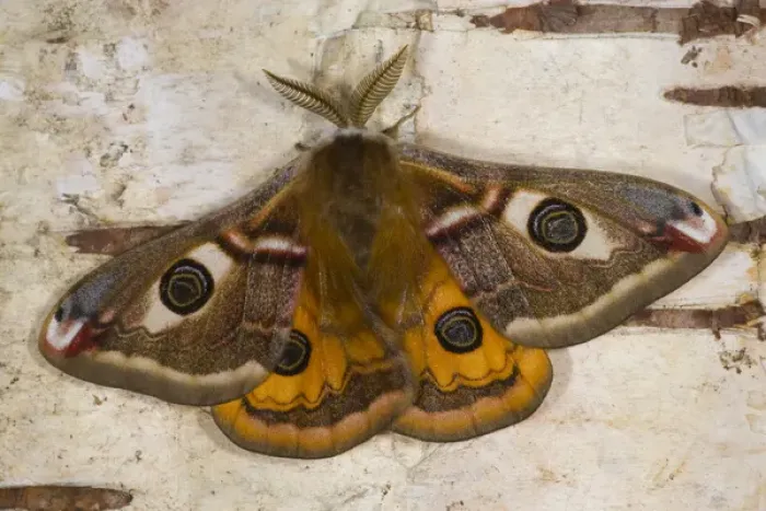 Framed Print : Sammamish, Washington photo of a small European Silk Moth, male Saturnia pavionella Framed Print : Sammamish, Washington photo of a small European Silk Moth, male Saturnia pavionella