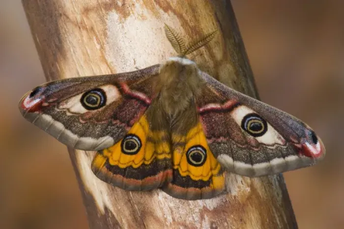 Framed Print : Sammamish, Washington photo of a small European Silk Moth, male Saturnia pavionella Framed Print : Sammamish, Washington photo of a small European Silk Moth, male Saturnia pavionella