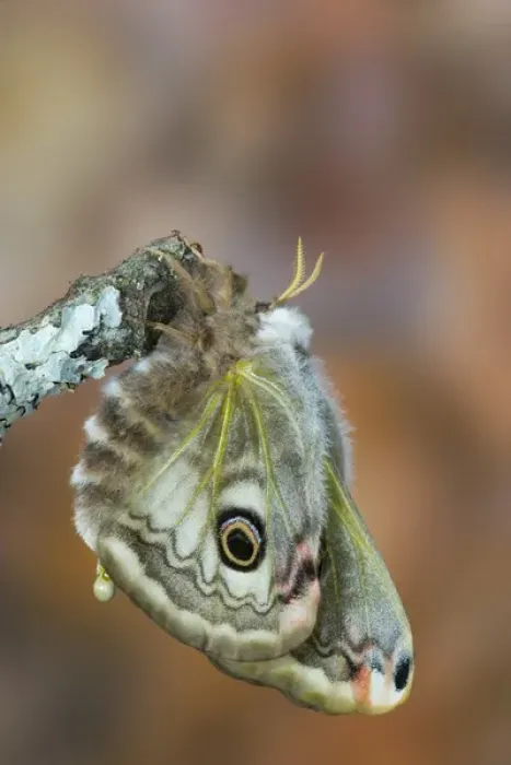 Framed Print : Sammamish, Washington photo of a small European Silk Moth, Saturnia pavionella. Just Eclosed