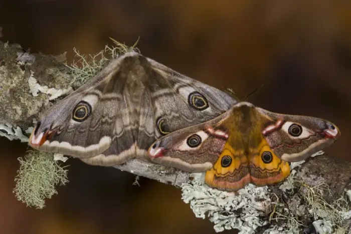 Framed Print : Sammamish, Washington photo of a small European Silk Moth, pair Saturnia pavionella Framed Print : Sammamish, Washington photo of a small European Silk Moth, pair Saturnia pavionella