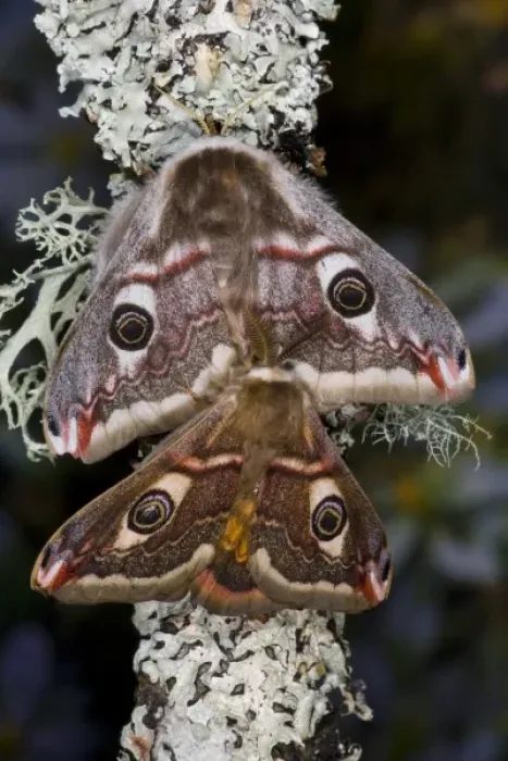 Framed Print : Sammamish, Washington photo of a small European Silk Moth, pair Saturnia pavionella Framed Print : Sammamish, Washington photo of a small European Silk Moth, pair Saturnia pavionella