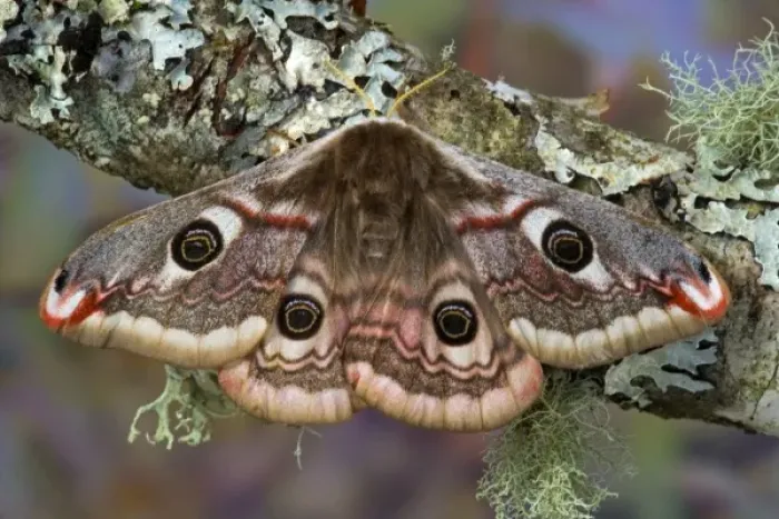 Framed Print : Sammamish, Washington photo of a small European Silk Moth, female Saturnia pavionella Framed Print : Sammamish, Washington photo of a small European Silk Moth, female Saturnia pavionella