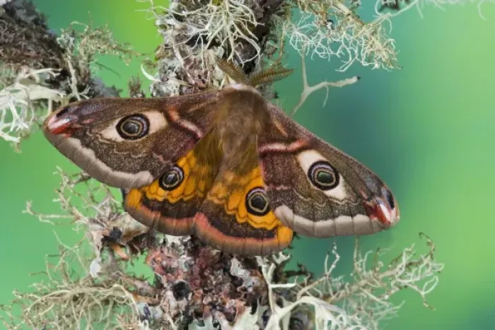 Framed Print : Sammamish, Washington photo of a small European Silk Moth, male Saturnia pavionella Framed Print : Sammamish, Washington photo of a small European Silk Moth, male Saturnia pavionella