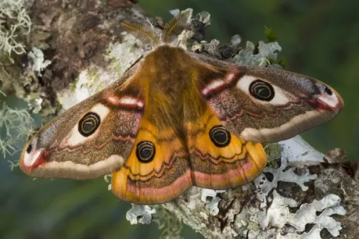 Framed Print : Sammamish, Washington photo of a small European Silk Moth, male Saturnia pavionella Framed Print : Sammamish, Washington photo of a small European Silk Moth, male Saturnia pavionella